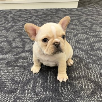 フレンチブルドッグ【愛知県・女の子・2025年10月30日・クリーム】の写真「よく食べる元気な女の子です。」