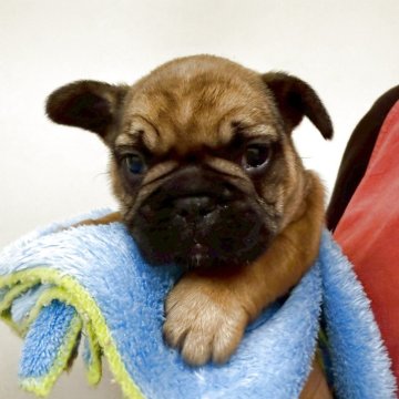 フレンチブルドッグ【愛知県・女の子・2025年10月30日・フォーン】の写真「よく食べる元気な女の子です。」