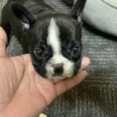 フレンチブルドッグ