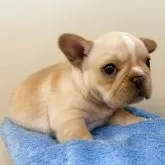 フレンチブルドッグ