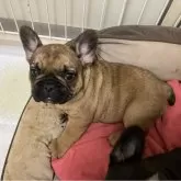 フレンチブルドッグ