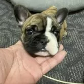 フレンチブルドッグ