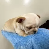 フレンチブルドッグ【愛知県・女の子・2025年10月30日・クリーム】の写真4