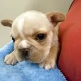 フレンチブルドッグ【愛知県・女の子・2025年10月30日・クリーム】の写真2