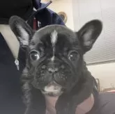 フレンチブルドッグ【愛知県・男の子・2023年11月27日・ブリンドル】の写真1「1月13日撮影」