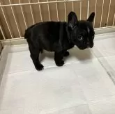 フレンチブルドッグ【愛知県・男の子・2023年11月27日・ブリンドル】の写真4「1月13日撮影」