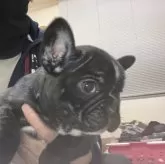 フレンチブルドッグ【愛知県・男の子・2023年11月27日・ブリンドル】の写真5「1月13日撮影」