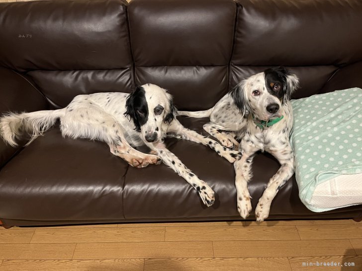 湯谷大輔ブリーダー