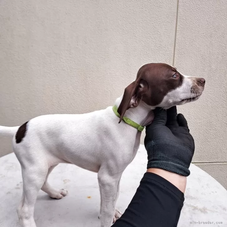 ID：2510-05729の子犬