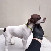 イングリッシュポインター【大分県・女の子・2025年9月1日・リバー】の写真1「元気に育ってます。」