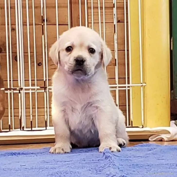 ID：2412-01498の子犬