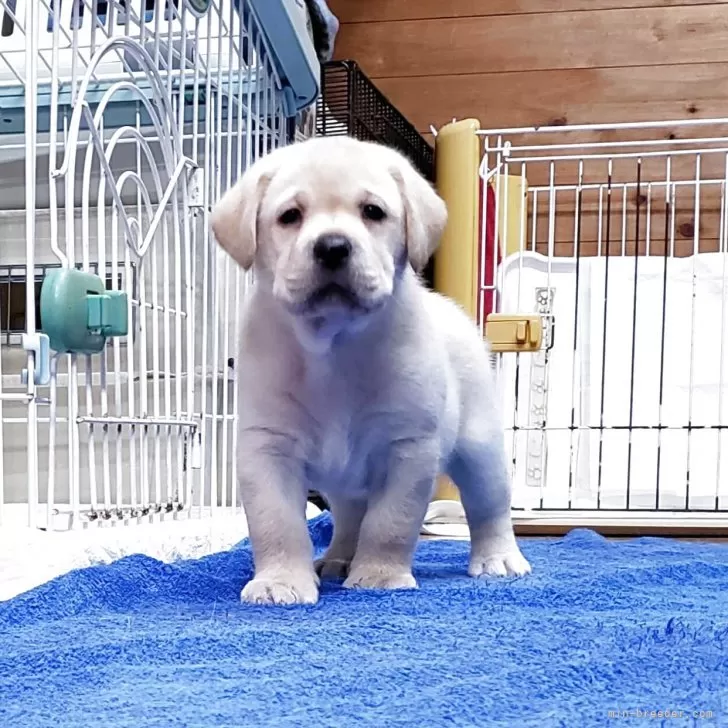 ID:2506-07689の子犬