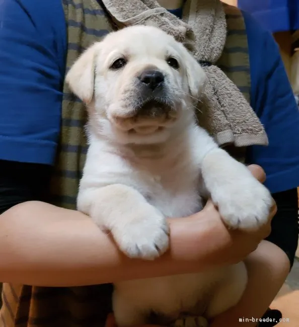 ID:1905-02636の子犬