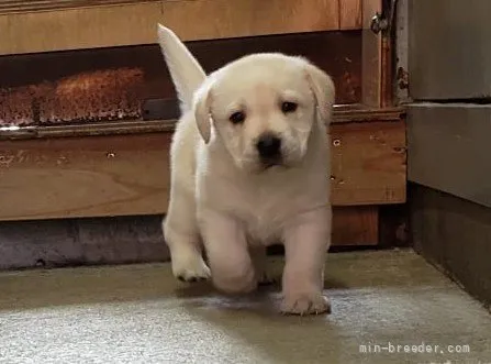 A.N 様のお迎えした子犬