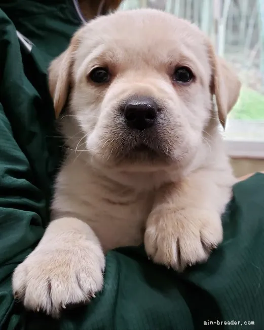 nokky 様のお迎えした子犬