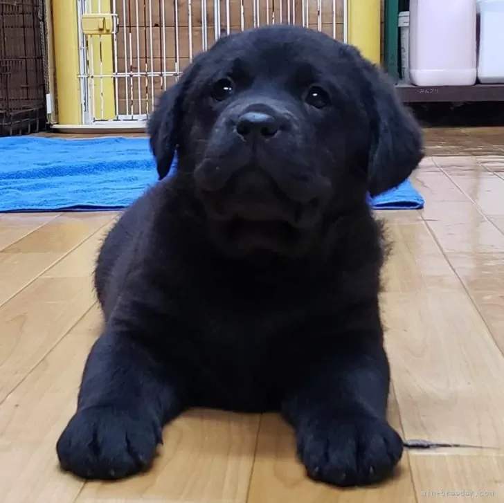 ID:2404-02403の子犬
