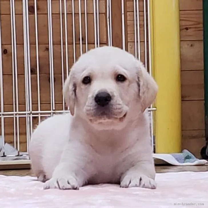 ID:2208-03147の子犬