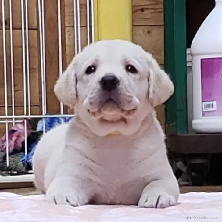 ID:2208-03143の子犬