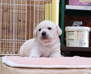 ラブラドールレトリバー【熊本県・男の子・2021年12月20日・イエロー】の写真「父外産JKCチャンピオン、母JKCチャンピオン。」