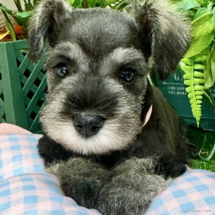 ID:2501-03185の子犬