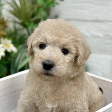 ゴールデンドゥードル(ゴールデンレトリバー×プードル)【千葉県・男の子・2025年9月11日・クリーム系】の写真「人が大好き！マイペース落ち着きある男の子💙」