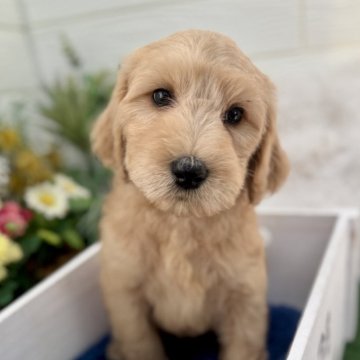 【千葉県・女の子・2025年9月11日・ゴールド】の写真「おっとり愛らしい女の子❤️人が大好き💕」