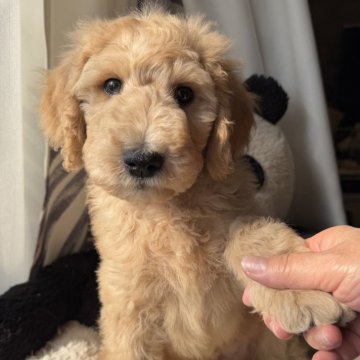 【千葉県・男の子・2025年9月11日・ゴールド】の写真「人好きでスキンシップ大好きな男の子🖤」