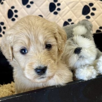 ゴールデンドゥードル(ゴールデンレトリバー×プードル)【千葉県・女の子・2025年9月11日・ゴールド×クリーム】の写真「クリームカラーの女の子❤️人が大好き💕」