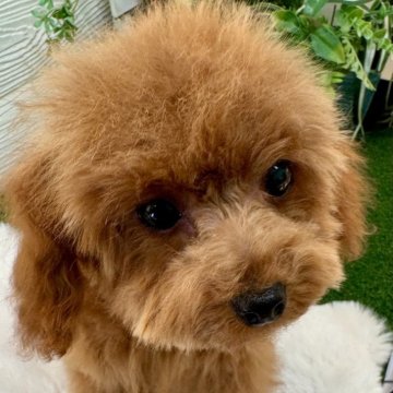 トイプードル(ティーカップ)【千葉県・女の子・2024年7月29日・レッド】の写真「甘えん坊の女の子💕」