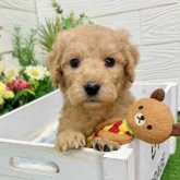 ゴールデンドゥードル(ゴールデンレトリバー×プードル)