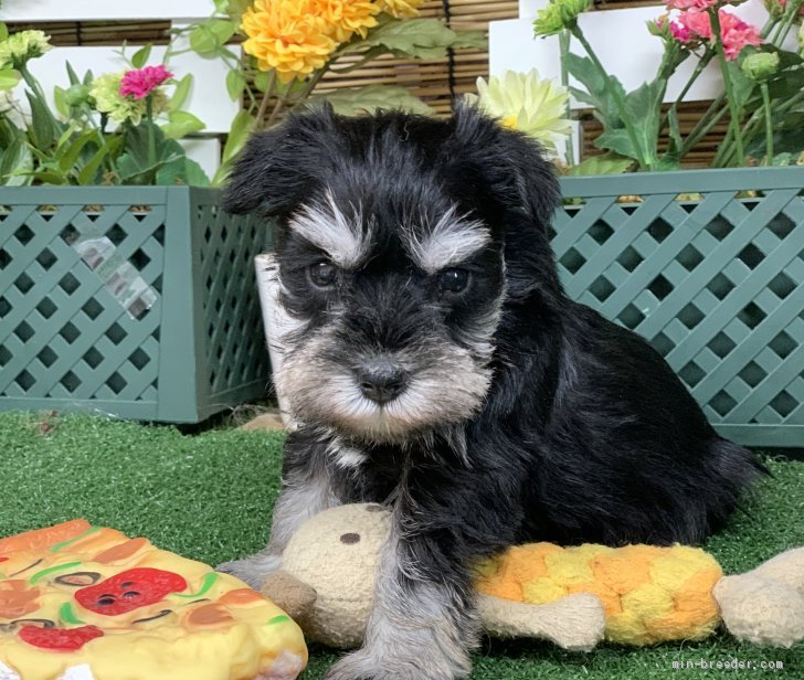 譲渡 ミニチュア シュナウザー 子犬