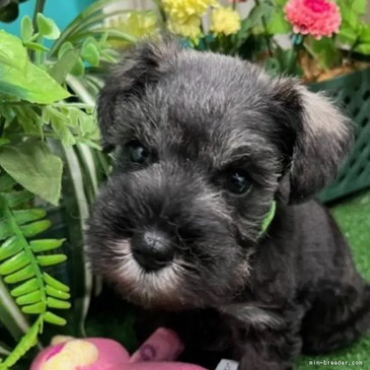 ID：2305-00084の子犬
