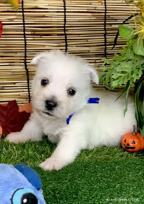 ID：1910-01577の子犬