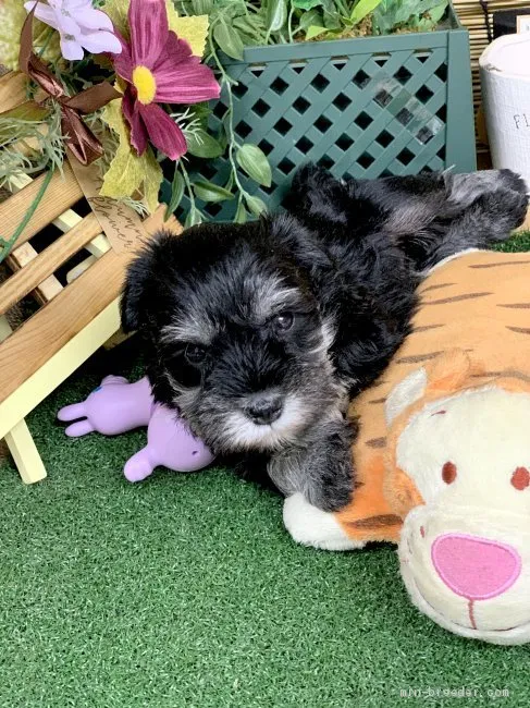 ID:2005-02196の子犬