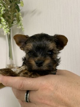 ヨークシャーテリア【広島県・女の子・2020年10月2日・スチールブルー&タン】の写真「小さな小さな可愛い姫ちゃん」