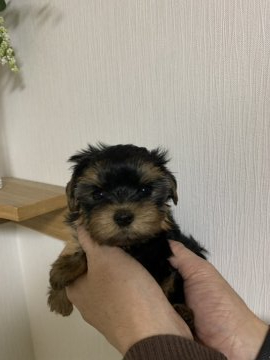 ヨークシャーテリア【広島県・女の子・2020年10月2日・スチールブルー&タン】の写真「明るい性格で人懐こく甘えん坊さんです(^^)」
