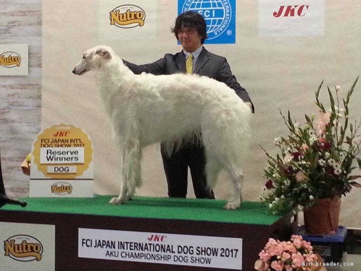 大石　家世美(おおいし　かよみ)ブリーダー(神奈川県・ボルゾイなど・JKC登録)の紹介写真2