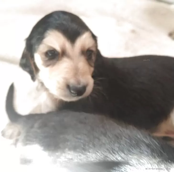 K.T 様のお迎えした子犬