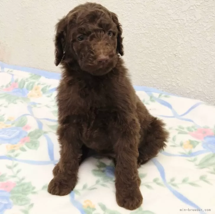 ID:2412-07654の子犬