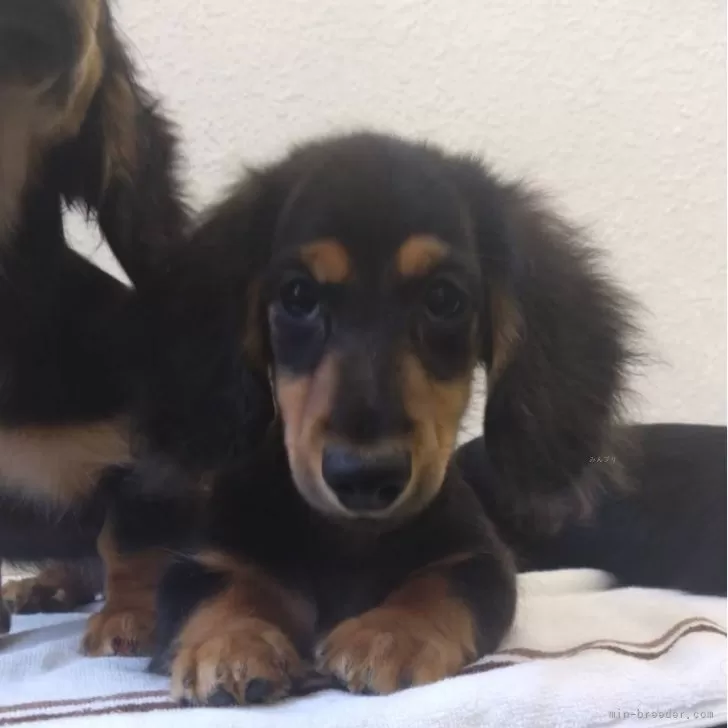 ID：2408-02156の子犬