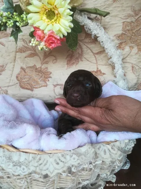 ID:1904-01405の子犬