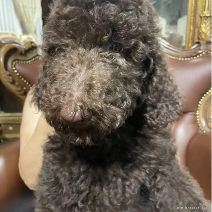 ID：2308-05250の子犬