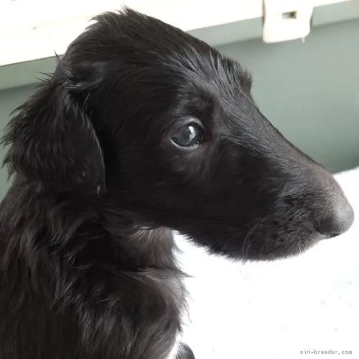 ID:2206-01213の子犬