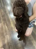 スタンダードプードル【神奈川県・女の子・2023年5月27日・チョコレートブラウン】の写真3