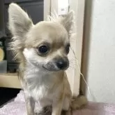 チワワ(ロング)【千葉県・男の子・2025年3月18日・フォーン ブラック】の写真10