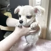 チワワ(ロング)【千葉県・男の子・2025年7月28日・ホワイト クリーム】の写真10