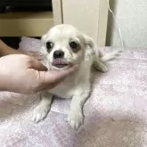 チワワ(ロング)【千葉県・男の子・2025年7月28日・ホワイト クリーム】の写真11