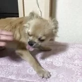 チワワ(ロング)【千葉県・男の子・2025年3月18日・フォーン ブラック】の写真11