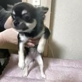 チワワ(ロング)【千葉県・女の子・2025年7月28日・ブラックタン ホワイト】の写真12