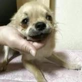 チワワ(ロング)【千葉県・男の子・2025年3月18日・フォーン ブラック】の写真12